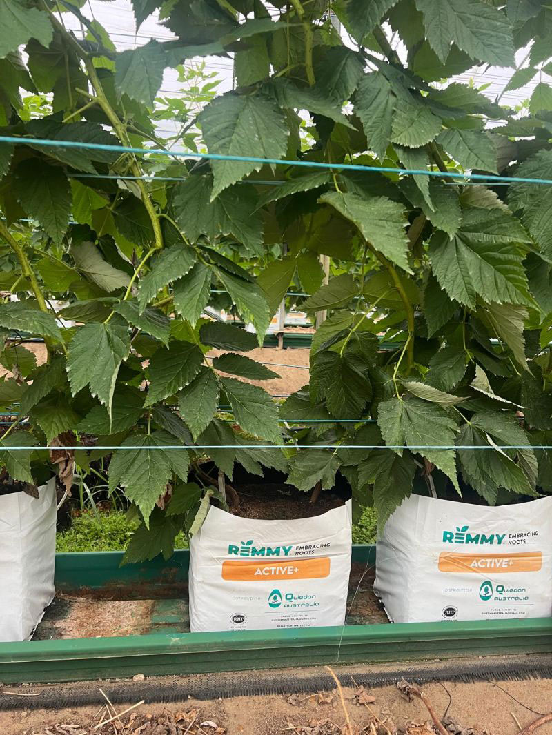 Open-Top-Coir-Bag-REMMY